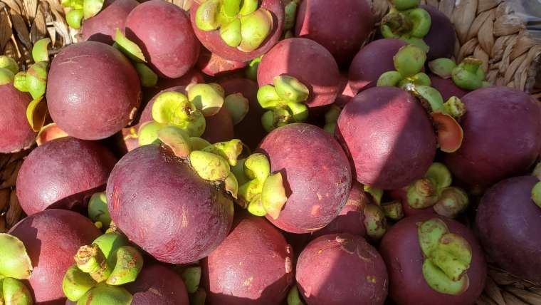 Growing Mangosteen in Containers: A Step-By-Step Guide
