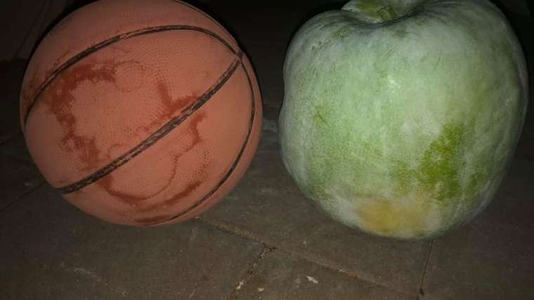 Growing Melons in Containers: A Step-By-Step Guide