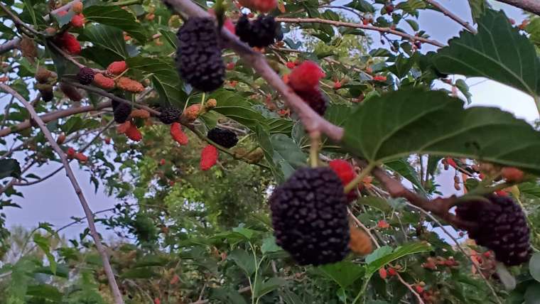 Growing Mulberry in Containers: A Step-By-Step Guide