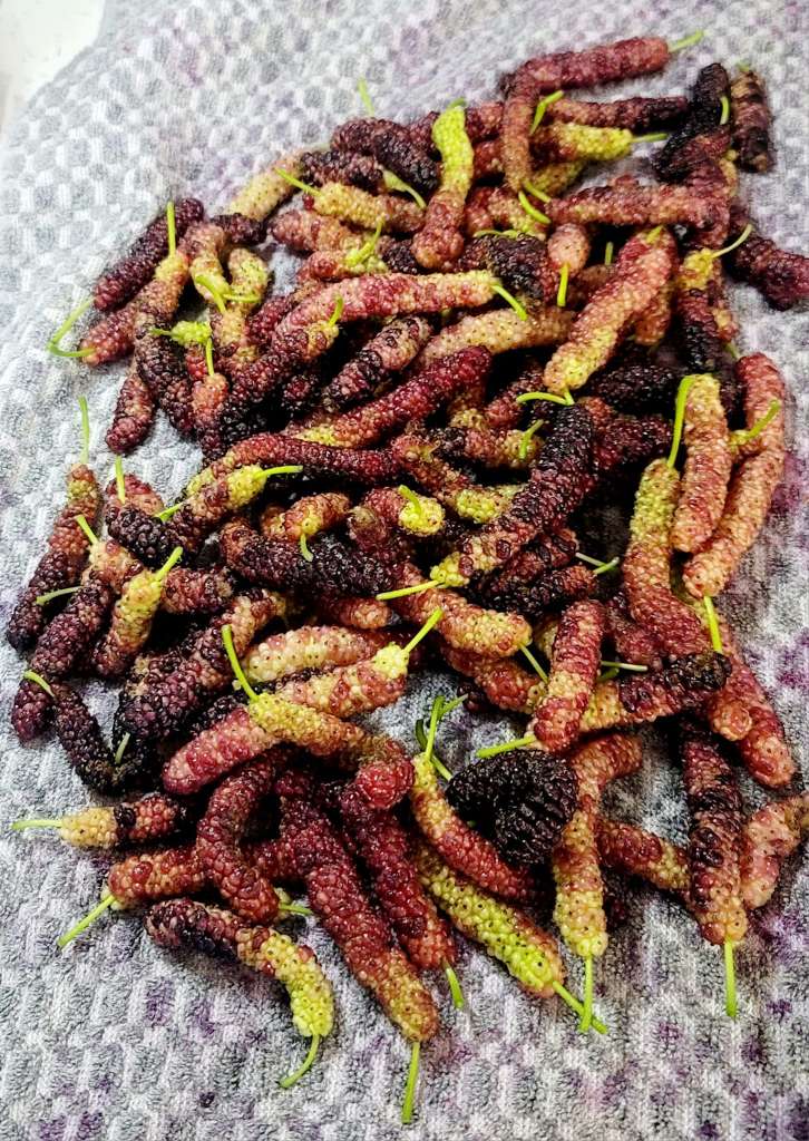 Growing Mulberry in a pot
