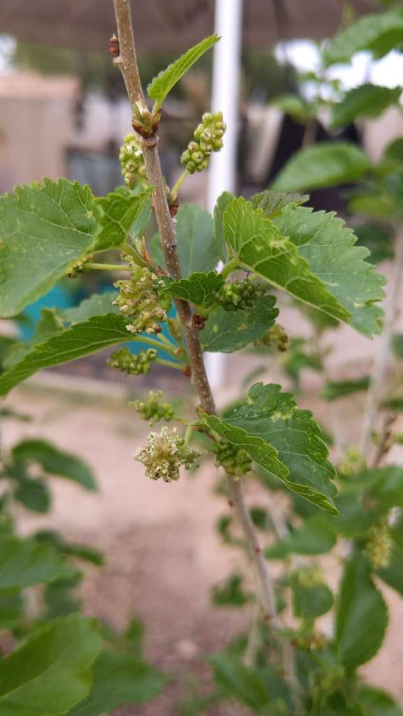 Growing Mulberry in Pots