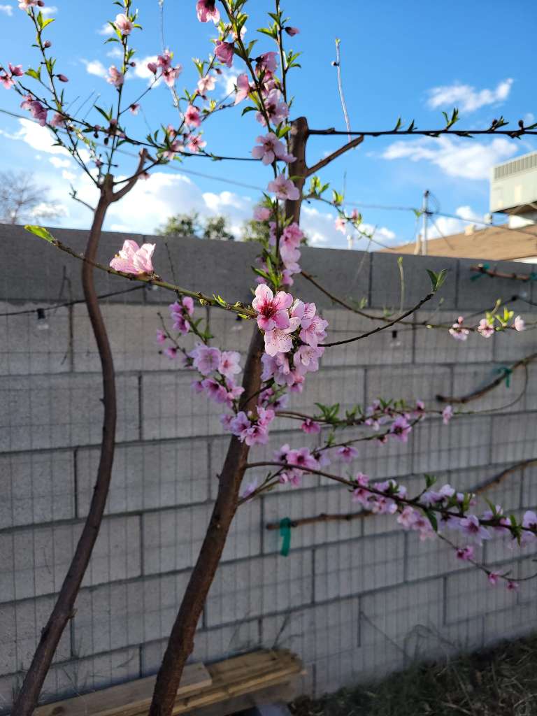 Growing Nectarines in a Pot