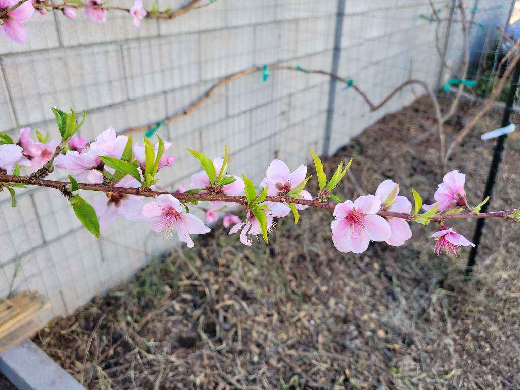 Growing Nectarines in pots