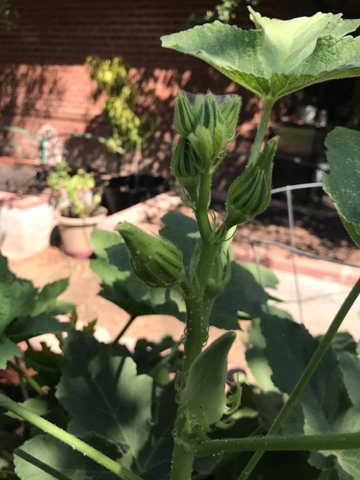 Growing Okra in a container