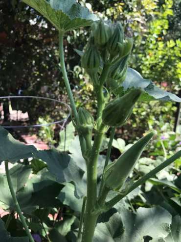Growing Okra in Pots: A Step-By-Step Guide