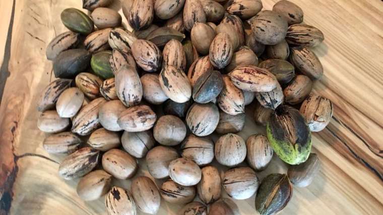 Growing Pecans in Containers: A Step-By-Step Guide