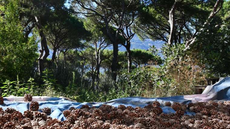 Growing Pine Nuts in Containers: A Step-By-Step Guide