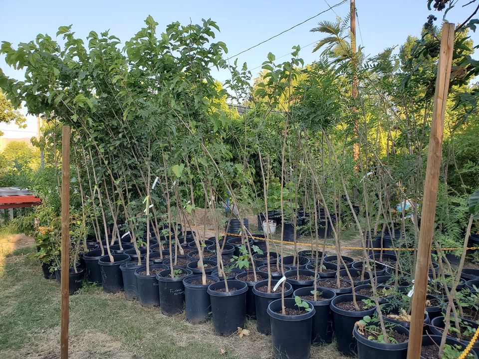Growing Pistachio Tree in a Container