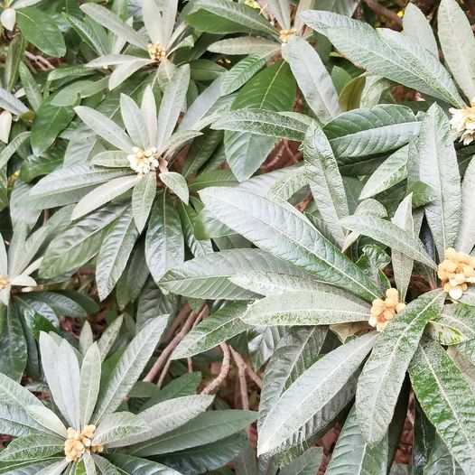 Growing Pistachio Trees in Containers