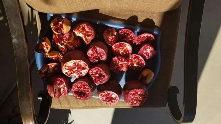 Growing Pomegranates in Containers: A Step-By-Step Guide