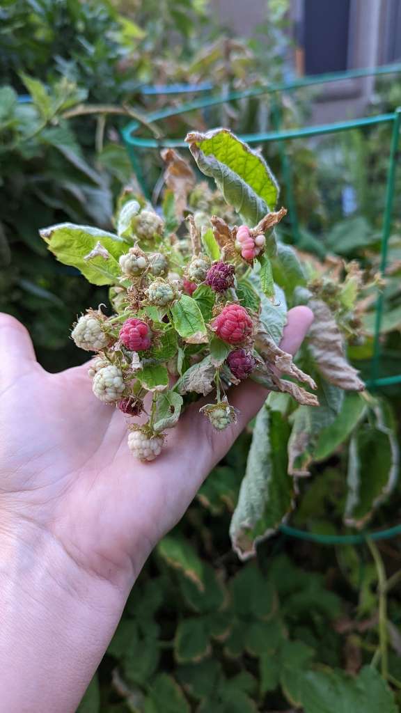 Growing Raspberries in a container