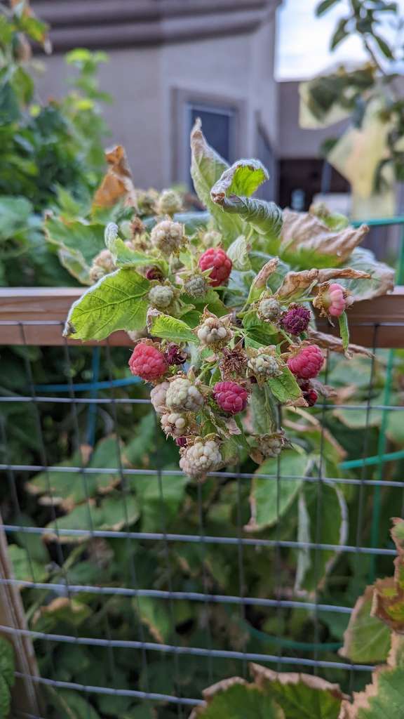 Growing Raspberries in pots