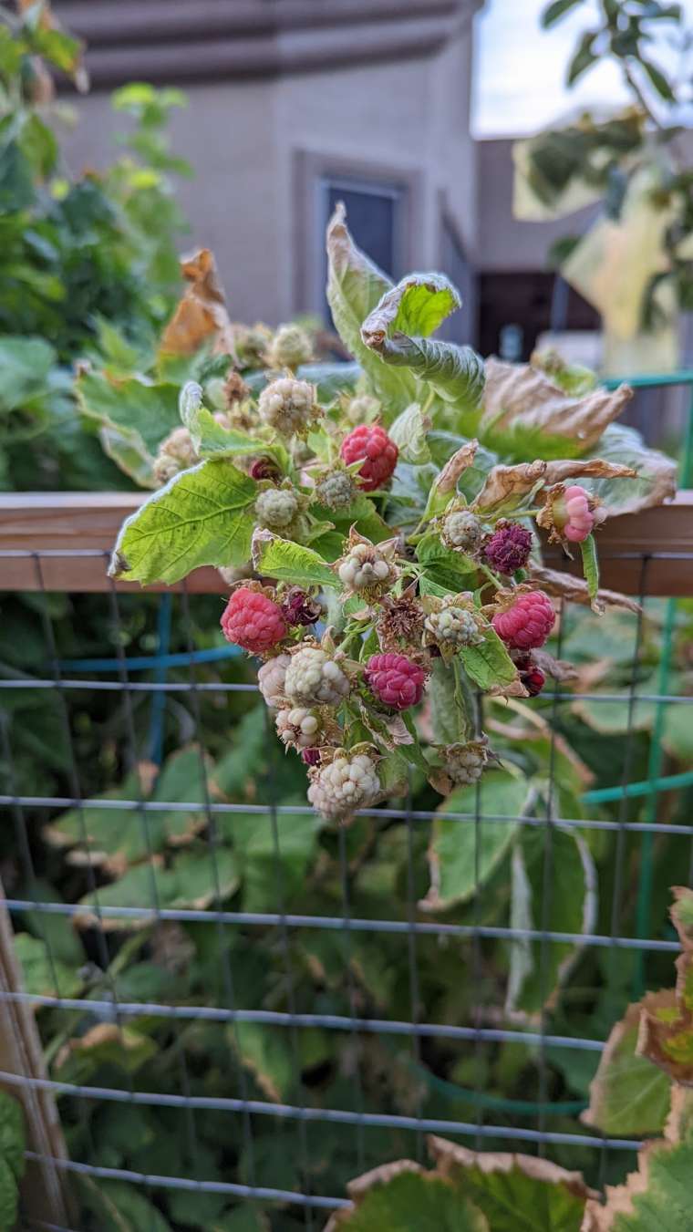 Growing Raspberries in Containers: A Step-By-Step Guide