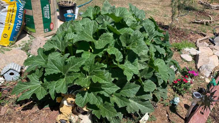 Growing Squash in Pots: A Step-By-Step Guide