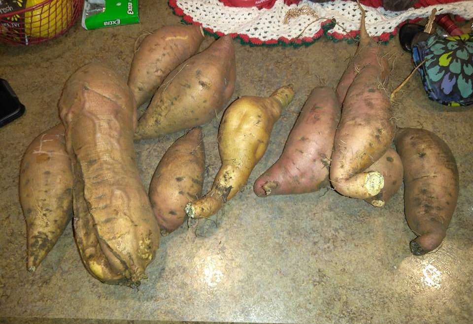 Growing Sweet Potatoes in Containers: A Step-By-Step Guide