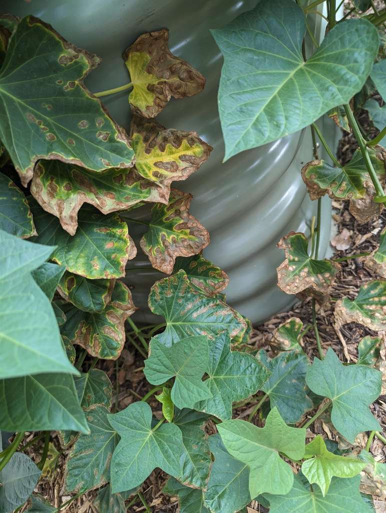 Growing Sweet Potatoes in a container