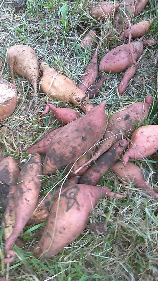 Growing Sweet Potatoes in a Pot