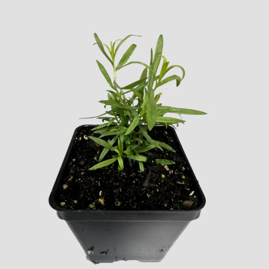 Growing Tarragon in Pots