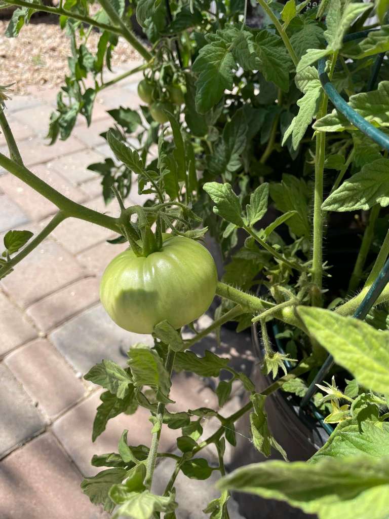 Growing Tomatoes in a container