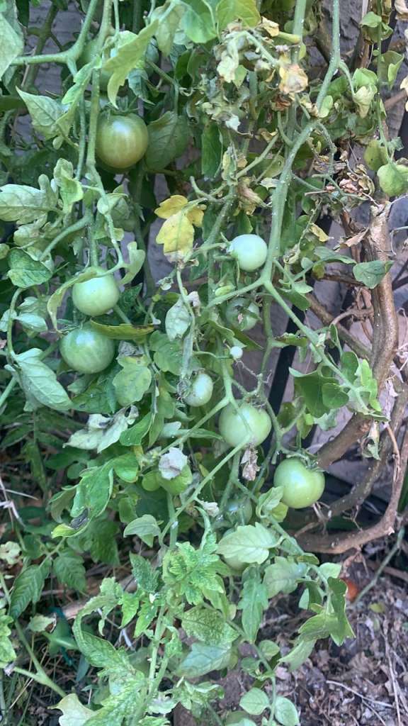 Growing Tomatoes in containers