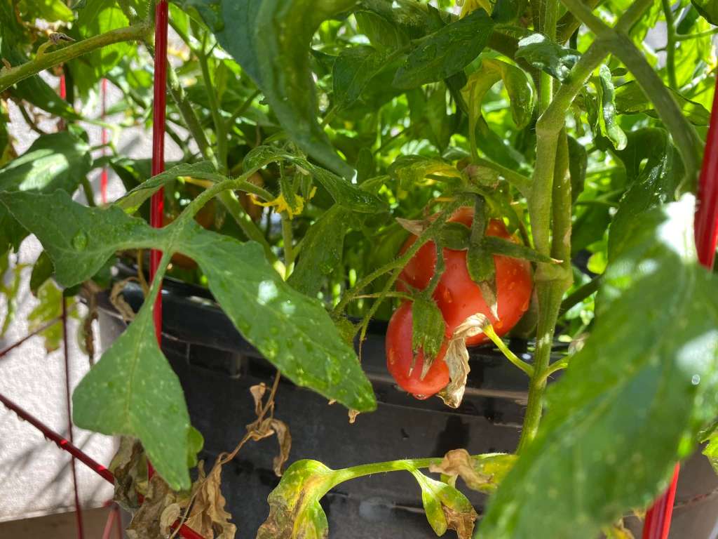 Growing Tomatoes in pots