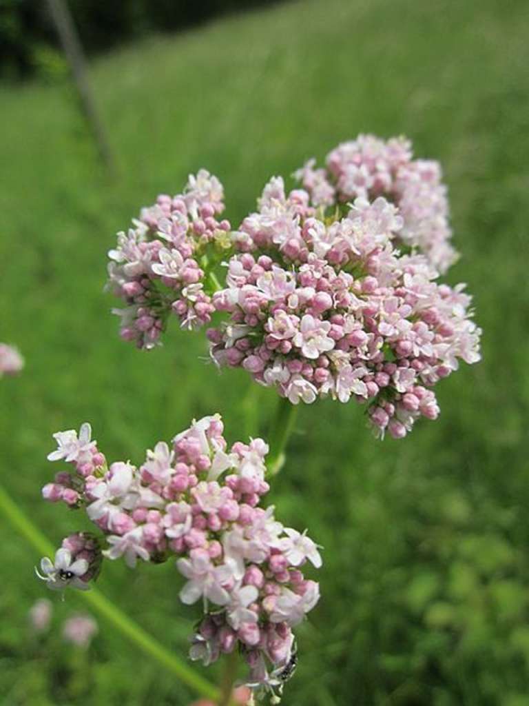 Growing Valerian in a Pot