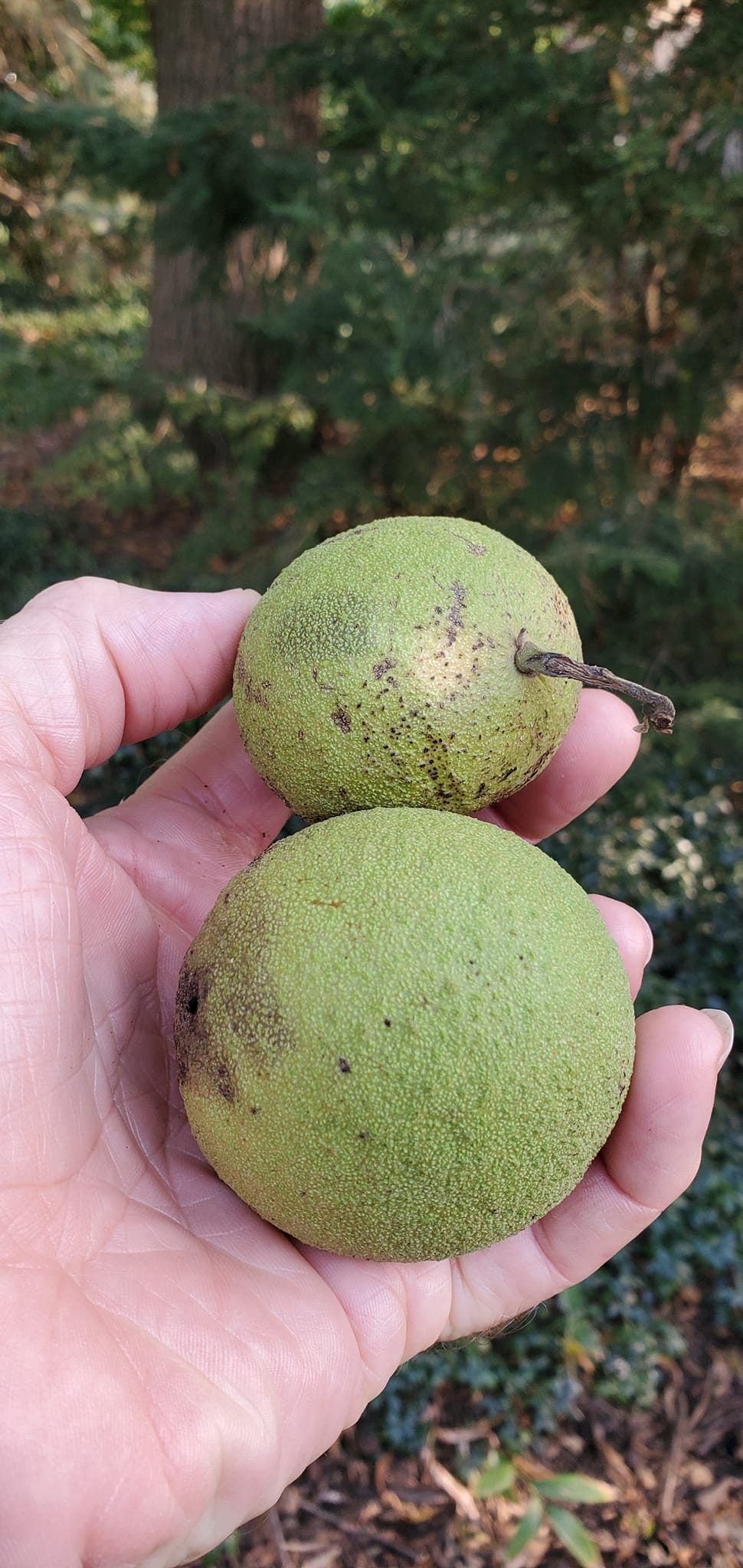 All Walnuts Guide Growing Walnuts in Containers: A Step-By-Step Guide