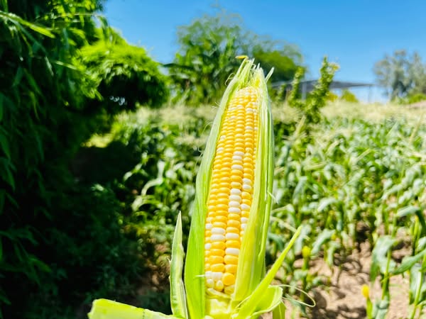 How to Grow Corn in a Pot: A Step-By-Step Guide