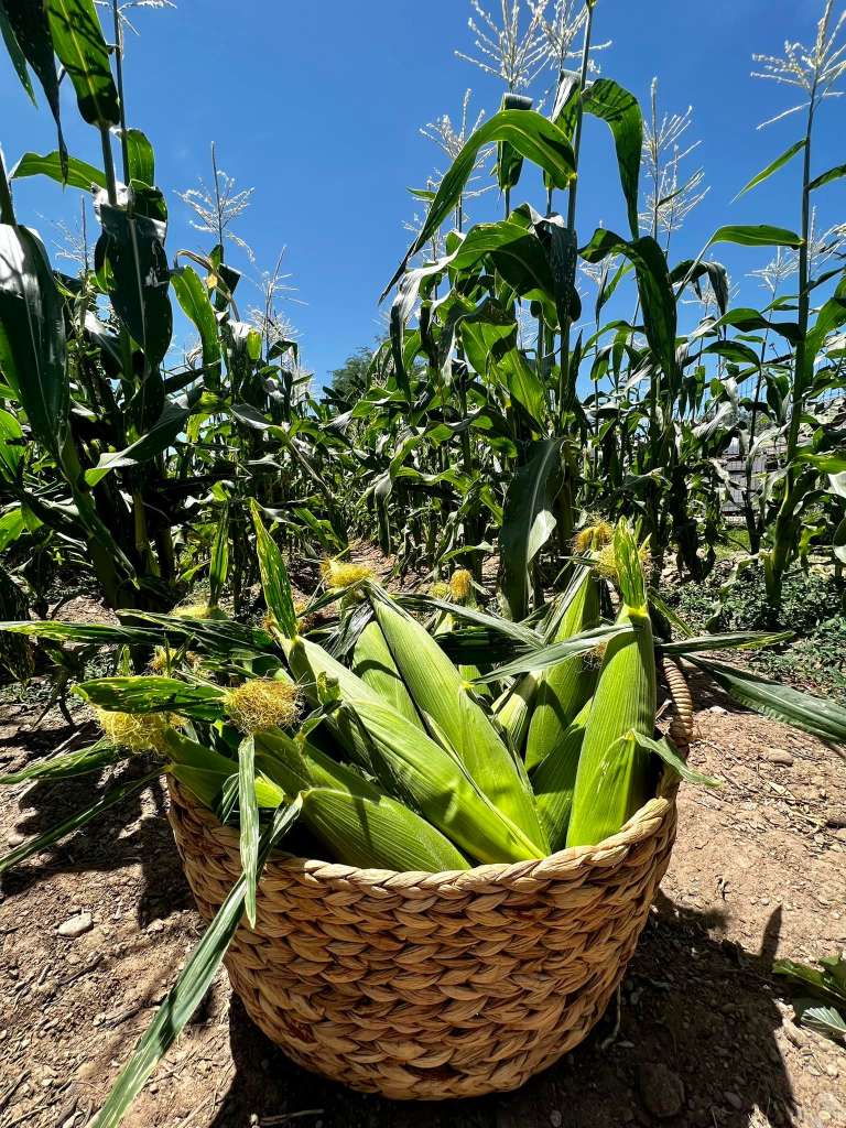 How to Grow Corn in pots