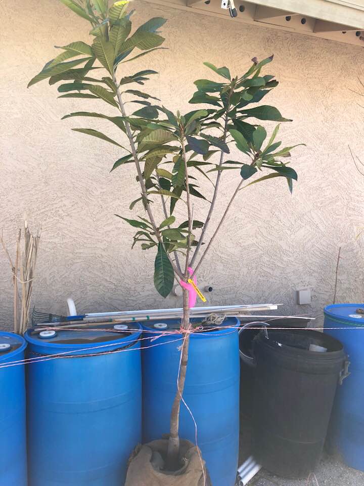 How to Grow Mamey Sapote in a Pot