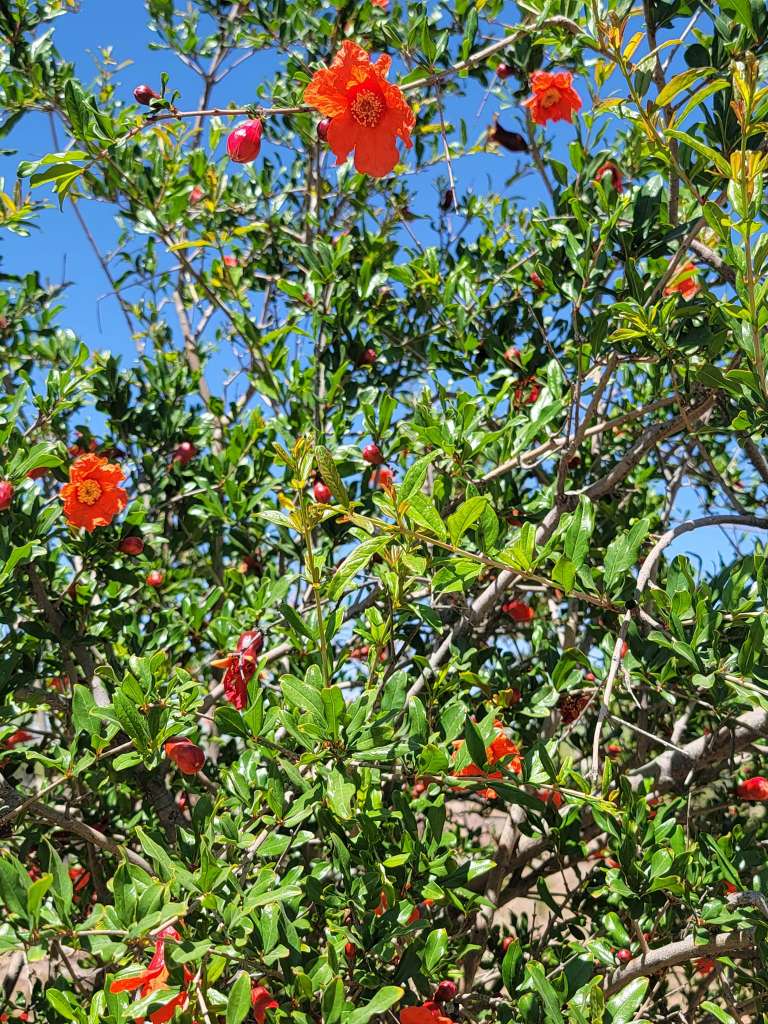 How to Grow Pomegranates