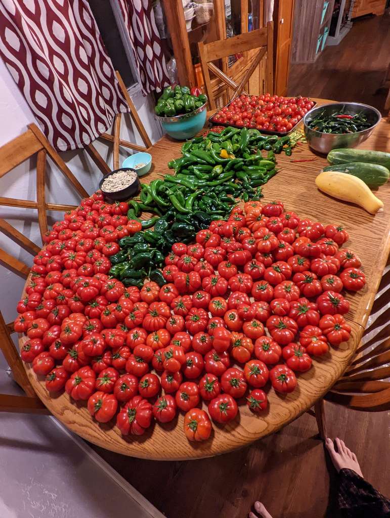 How to Grow Tomatoes