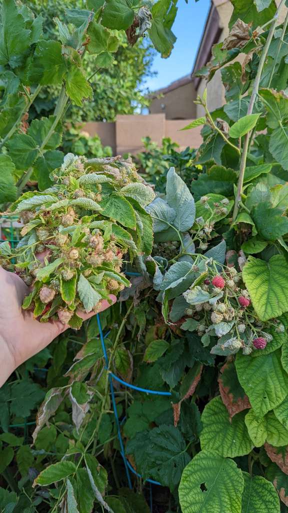 How to grow Raspberries in pots