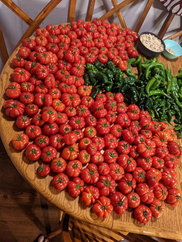 How to grow tomatoes in a pot