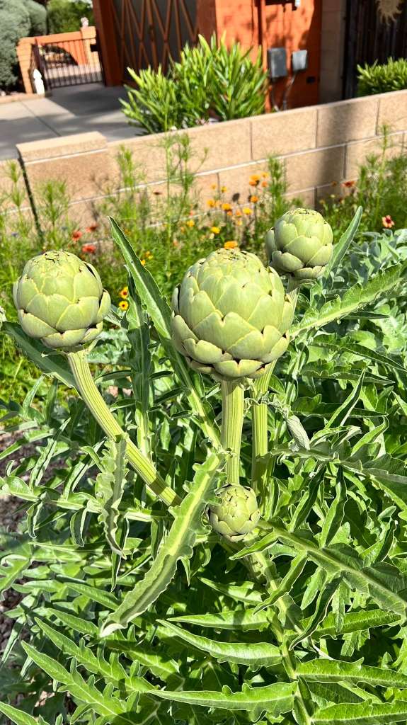 Growing Artichokes in a pot