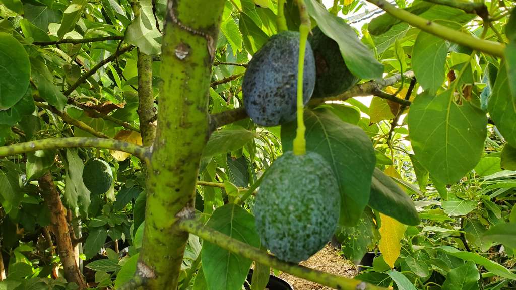 Growing Avocado trees