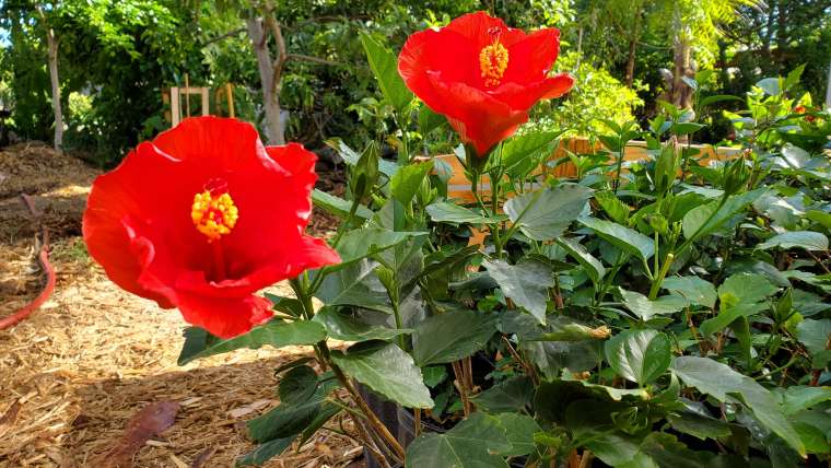 Growing Begonias in Pots: A Step-By-Step Guide