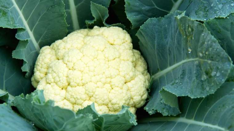 Growing Cauliflower in Pots: A Step-By-Step Guide