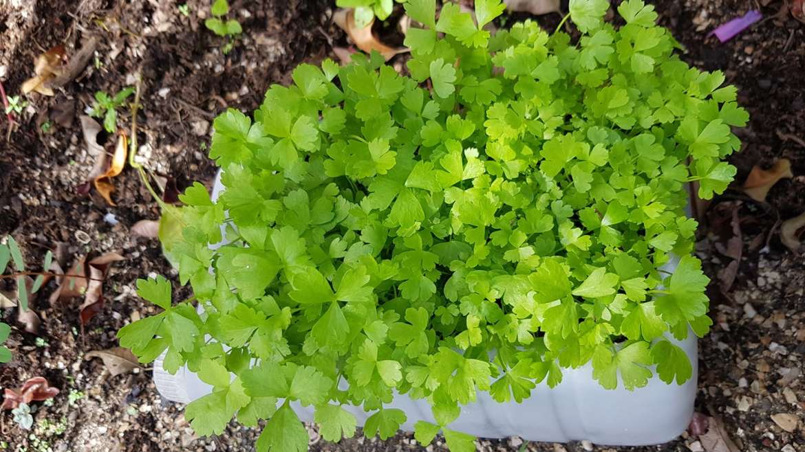 Growing Celery in Containers: A Step-By-Step Guide
