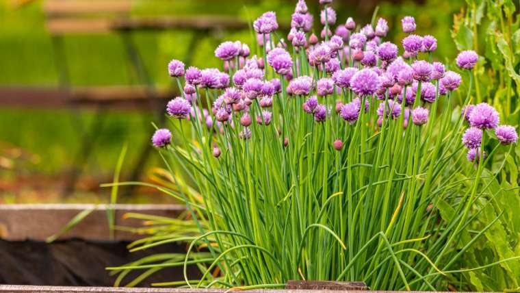 Growing Chives in Pots: A Step-By-Step Guide