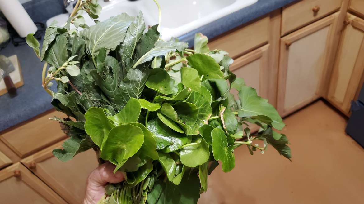 Growing Collard Greens in Pots: A Step-By-Step Guide