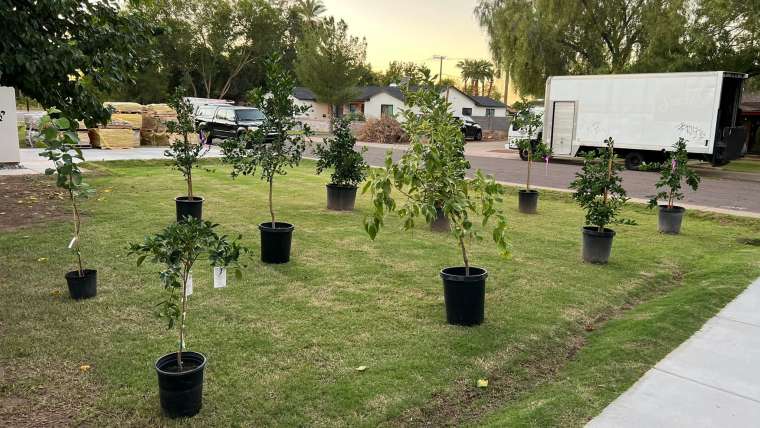 Growing Guava in Containers: A Step-By-Step Guide