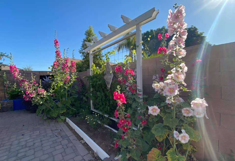Growing Hollyhocks in Pots: A Step-By-Step Guide