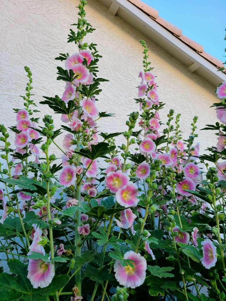 Growing Hollyhocks in containers