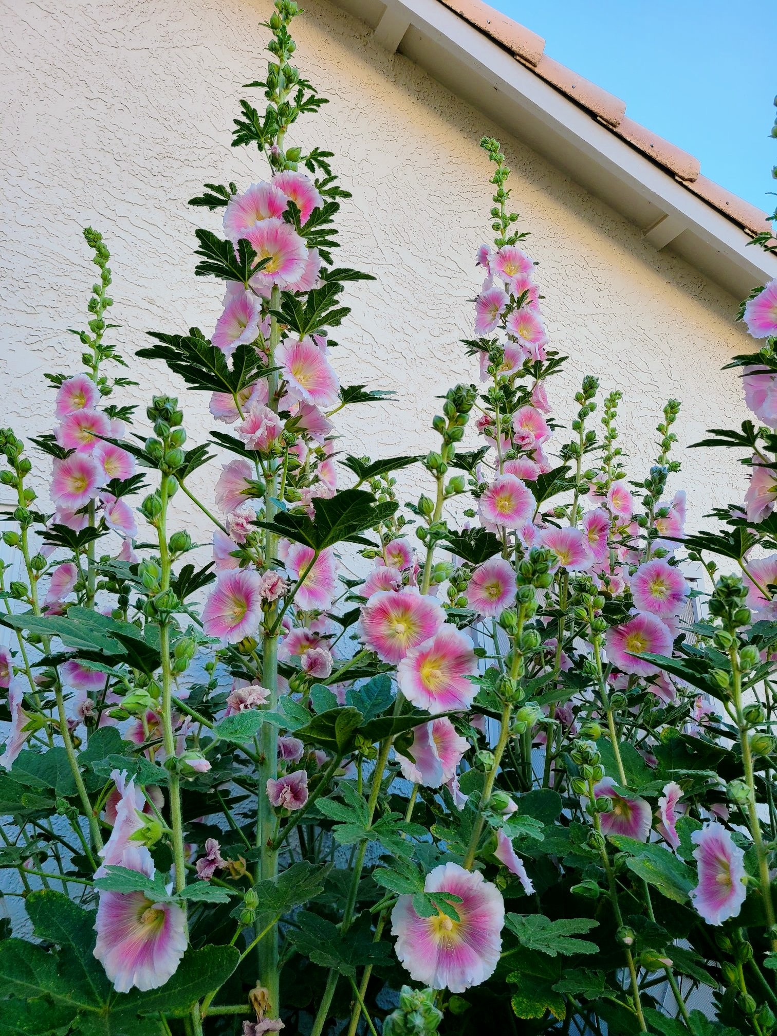 Growing Hollyhocks In Pots A Step By Step Guide