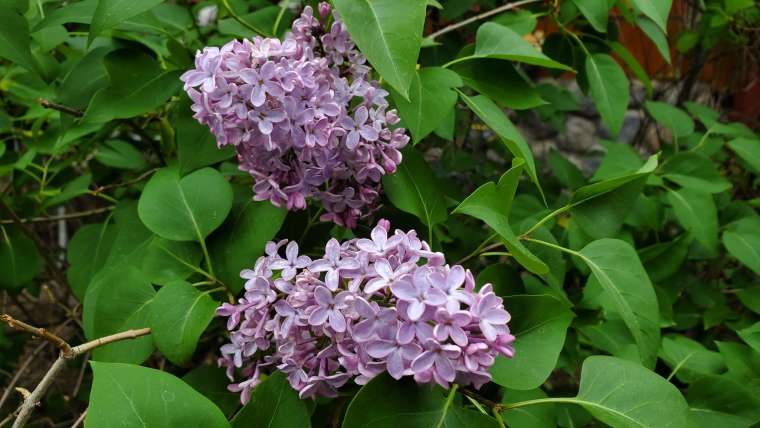 Growing Hydrangeas in Pots: A Step-By-Step Guide