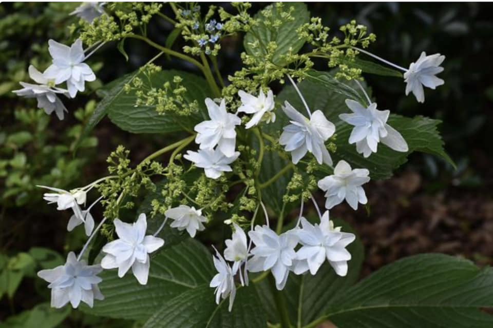 Growing Hydrangeas in a Pot