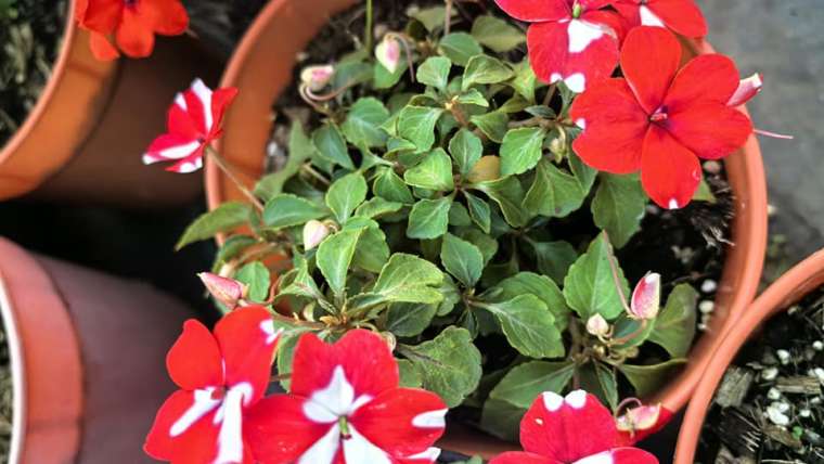 Growing Impatiens in Pots: A Step-By-Step Guide