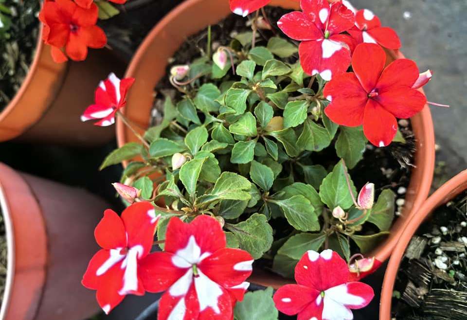 Growing Impatiens in Pots: A Step-By-Step Guide