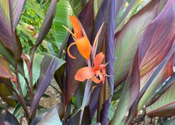 Growing Lilies in Pots: A Step-By-Step Guide